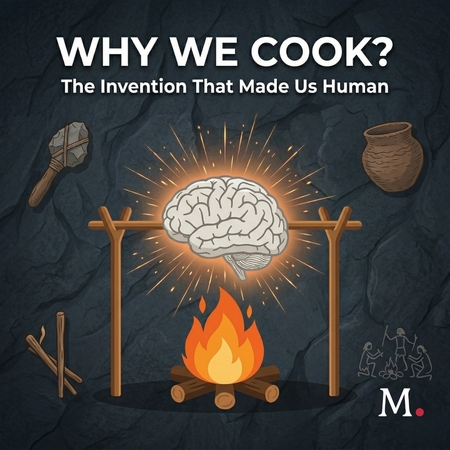 Why We Cook: The Invention That Made Us Human audio documentary cover