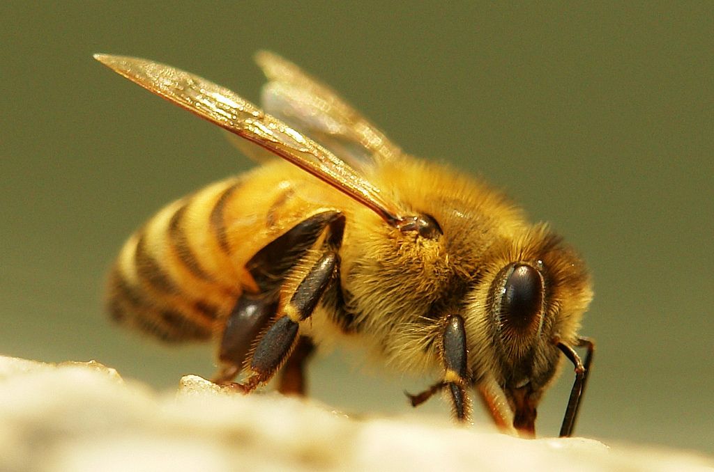 Apis Cerana Bee