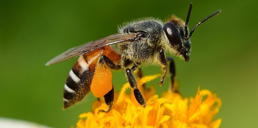 Apis Dorsata