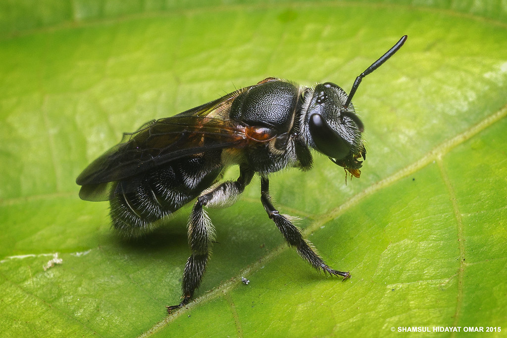Stingless Bee ( Kelulut )