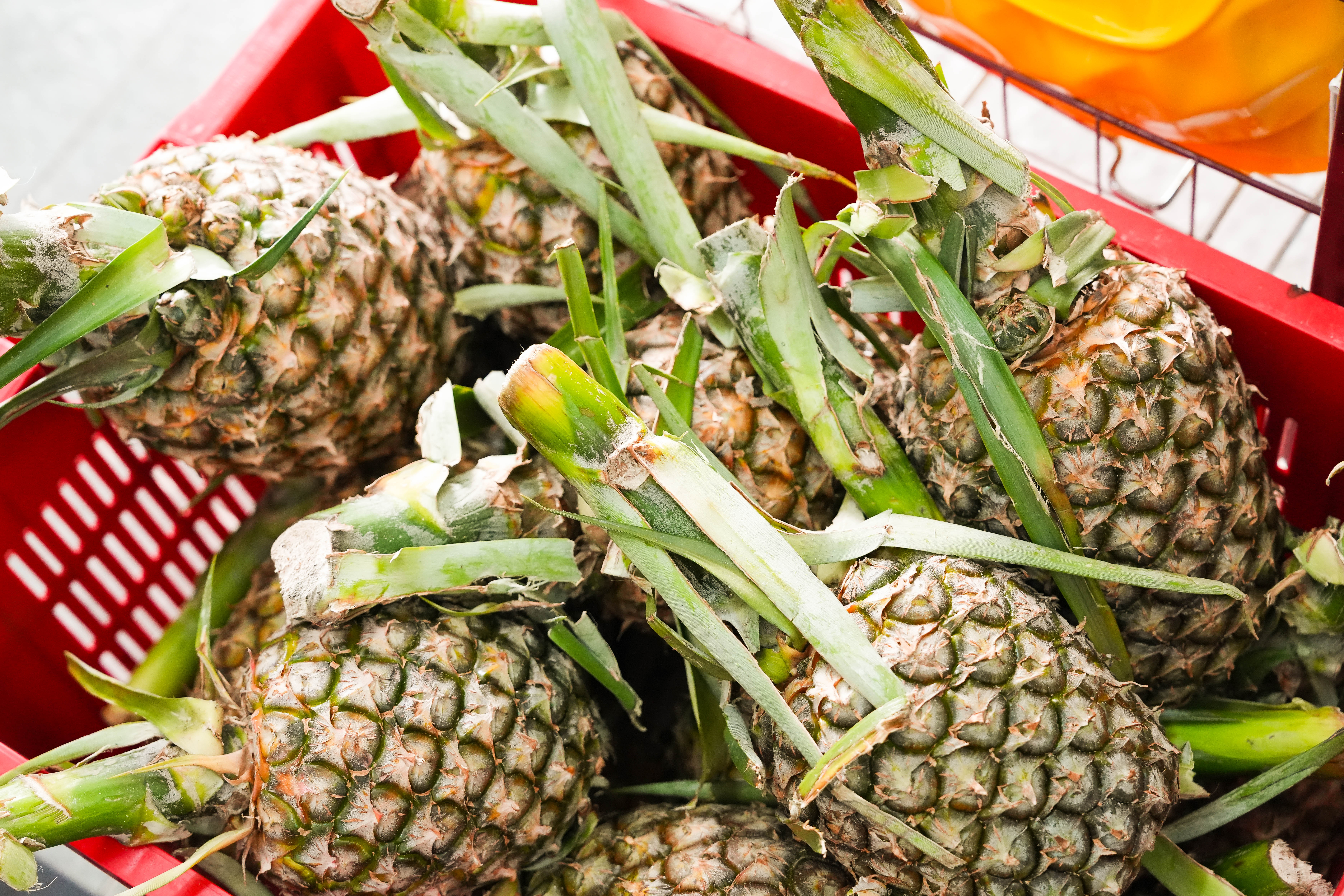 Everything About Pineapple