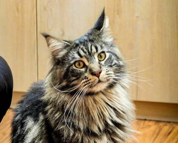 The Cat Lounge | City Centre
