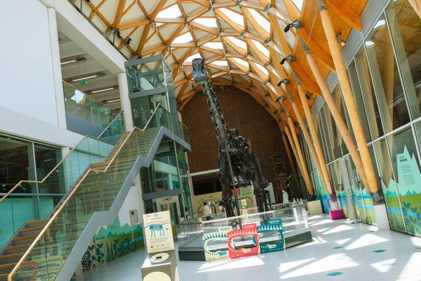 Dippy the Dinosaur
