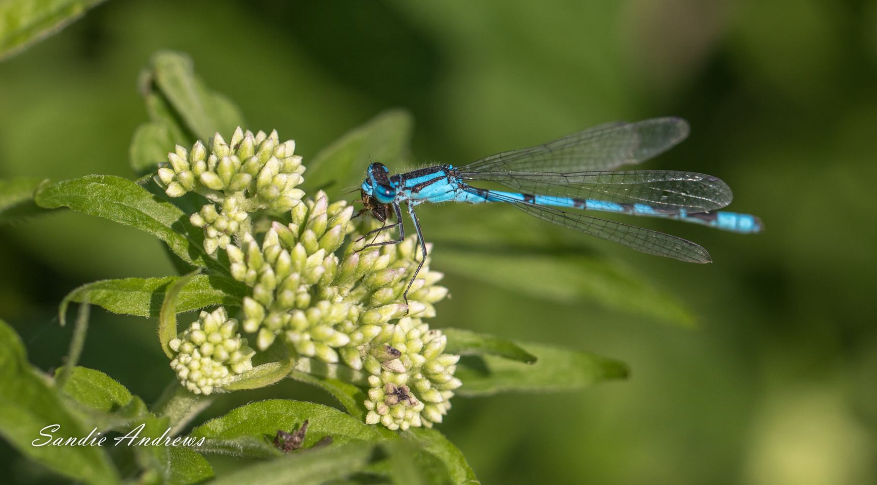 Dragon and damselfly family nature trail at RSPB Ham Wall