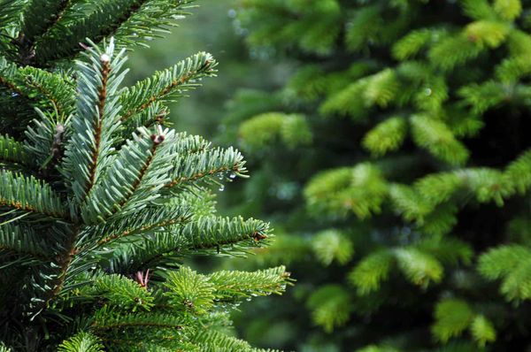Mendip Outdoor Pursuits Christmas Trees
