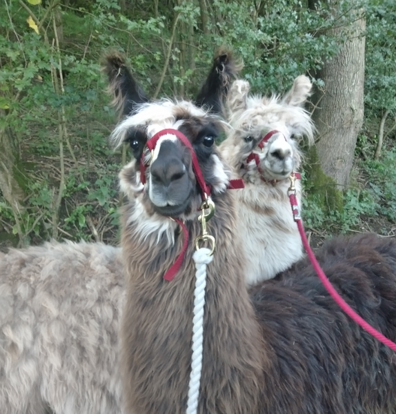   Rackley Llamas