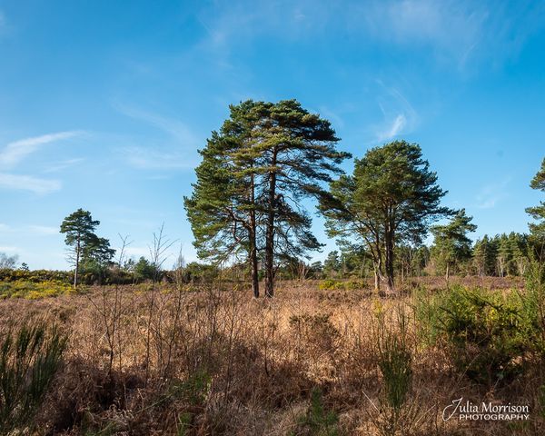 Wildmoor Heath Nature Reserve
