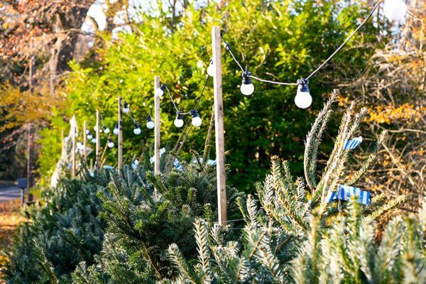Green Christmas Trees - Wokingham