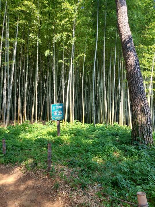 아홉산숲