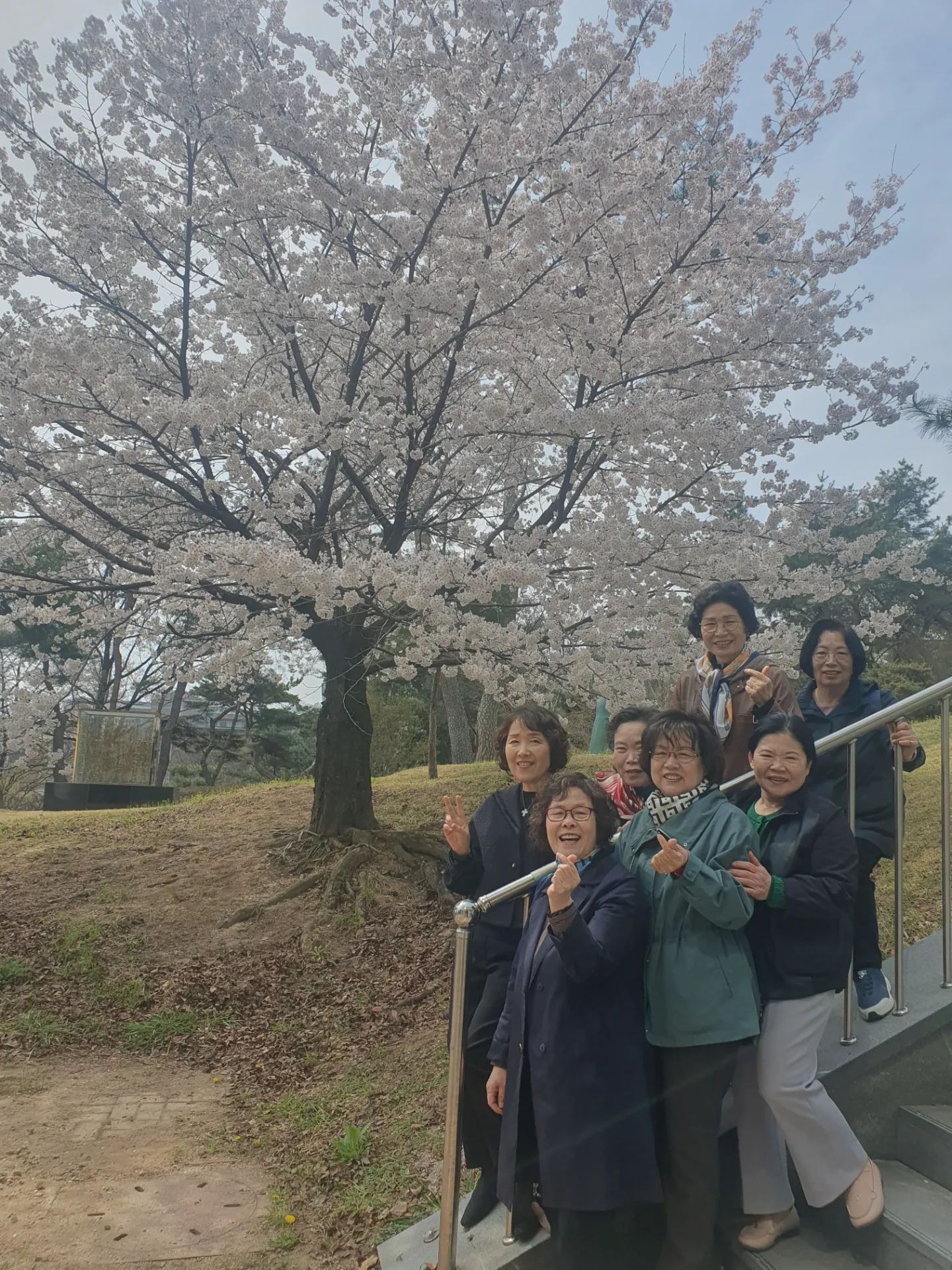 ^ 벚꽃아래 권사님들^