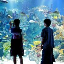 The walk-through tunnel at Bristol Aquarium with rays overhead