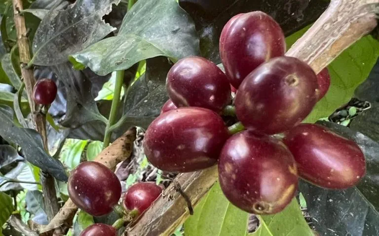 Крафтовий паперовий пакет з застібкою