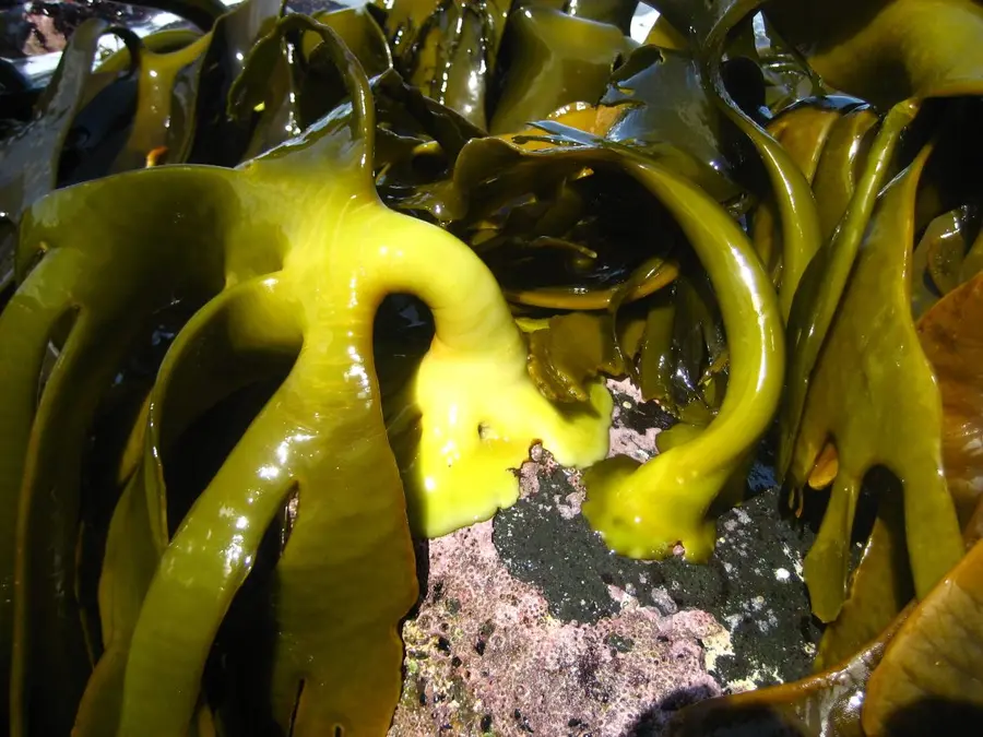 Cochayuyo (Durvillaea antarctica) sano