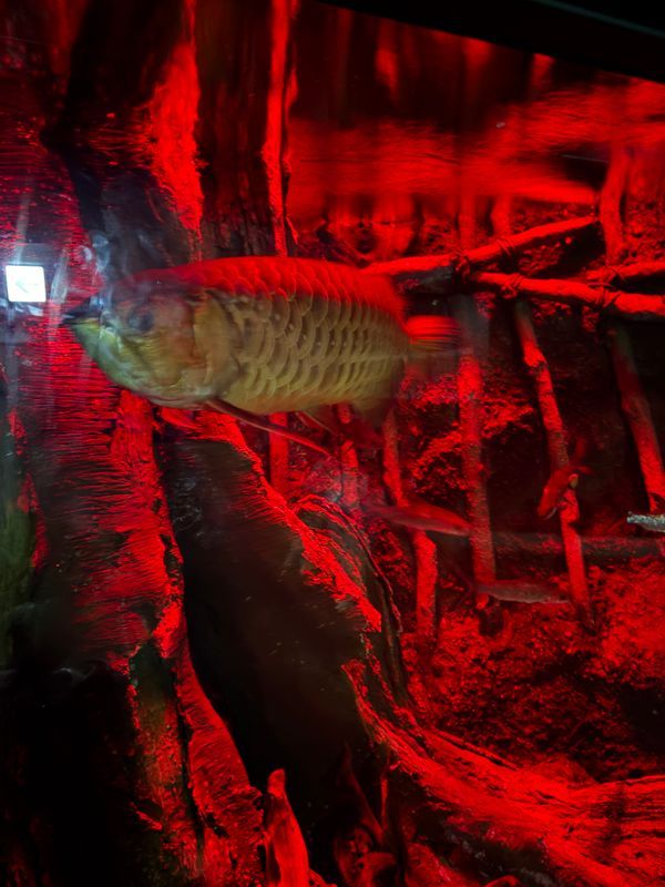 サンシャイン水族館×アクアリウムは踊らない 体験型ホラー水族館 「アクアリウムは目覚めない」のナゾ活写真