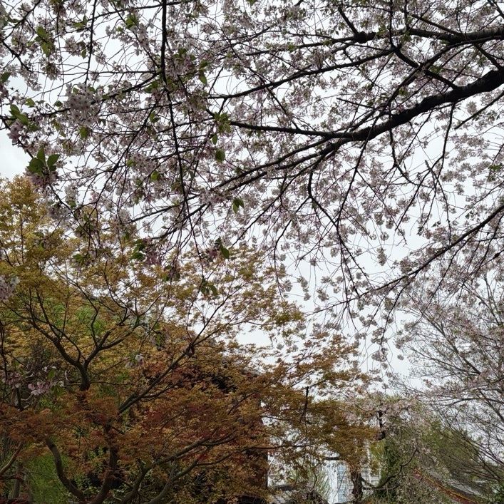 べこせ+