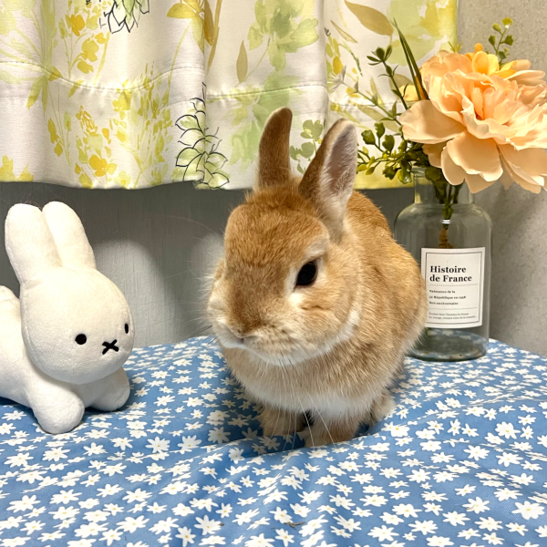 たかりぃのプロフィール画像