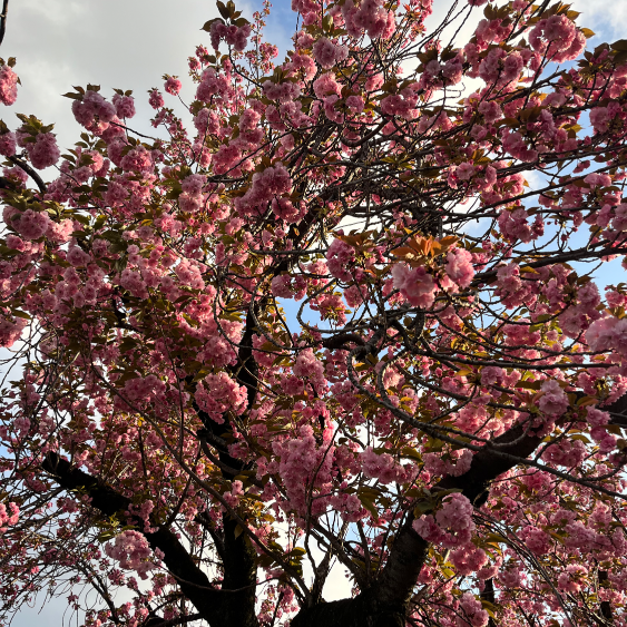 えへへのプロフィール画像