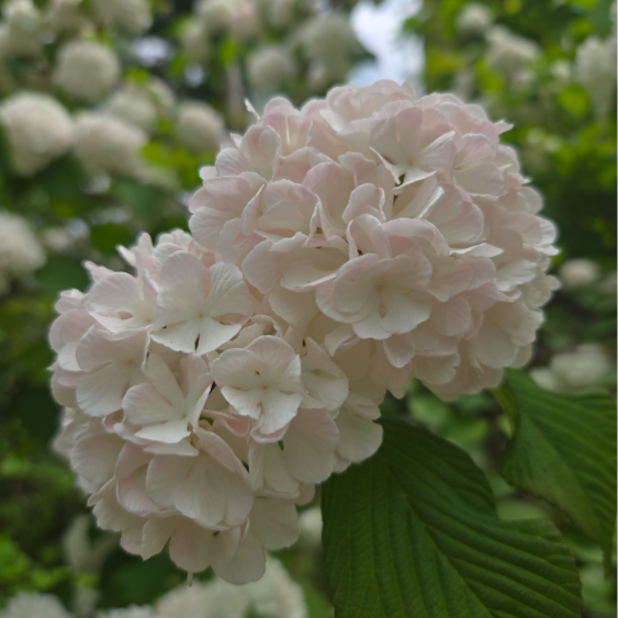 MARIのプロフィール画像