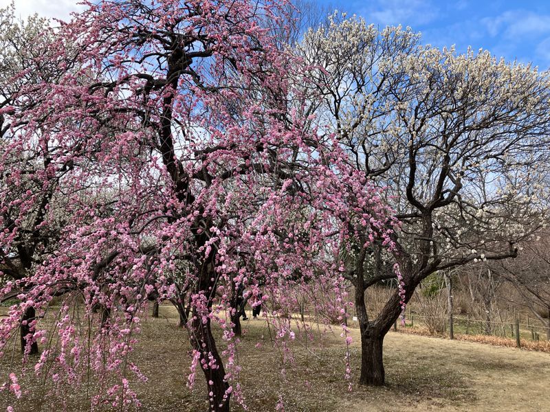 宇宙のタネを追いかけてのナゾ活写真
