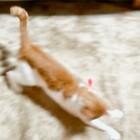 ナツコ