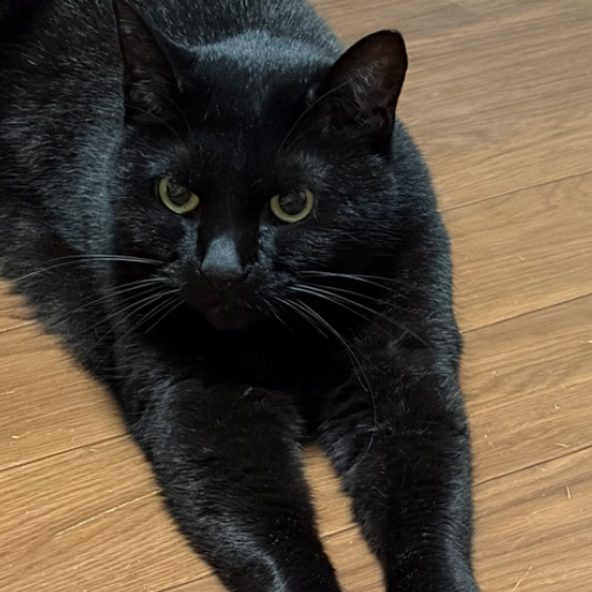 にいのプロフィール画像