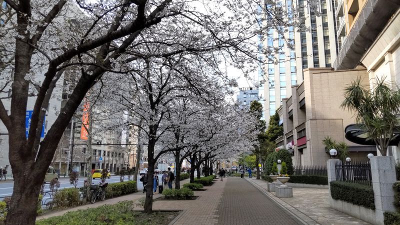 幻の浮世絵と本の街 -怪盗ブロッサムの仕掛けた謎-のナゾ活写真