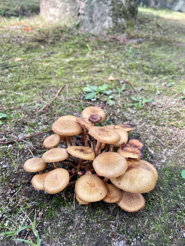 岡崎戦国謎解きゲーム～タイムカプセルと予言の書～のナゾ活写真