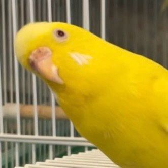 きせのんのプロフィール画像
