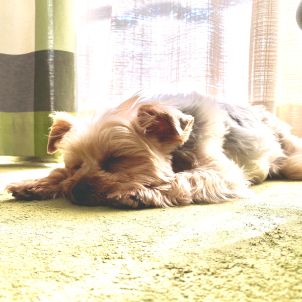 萌恵のプロフィール画像