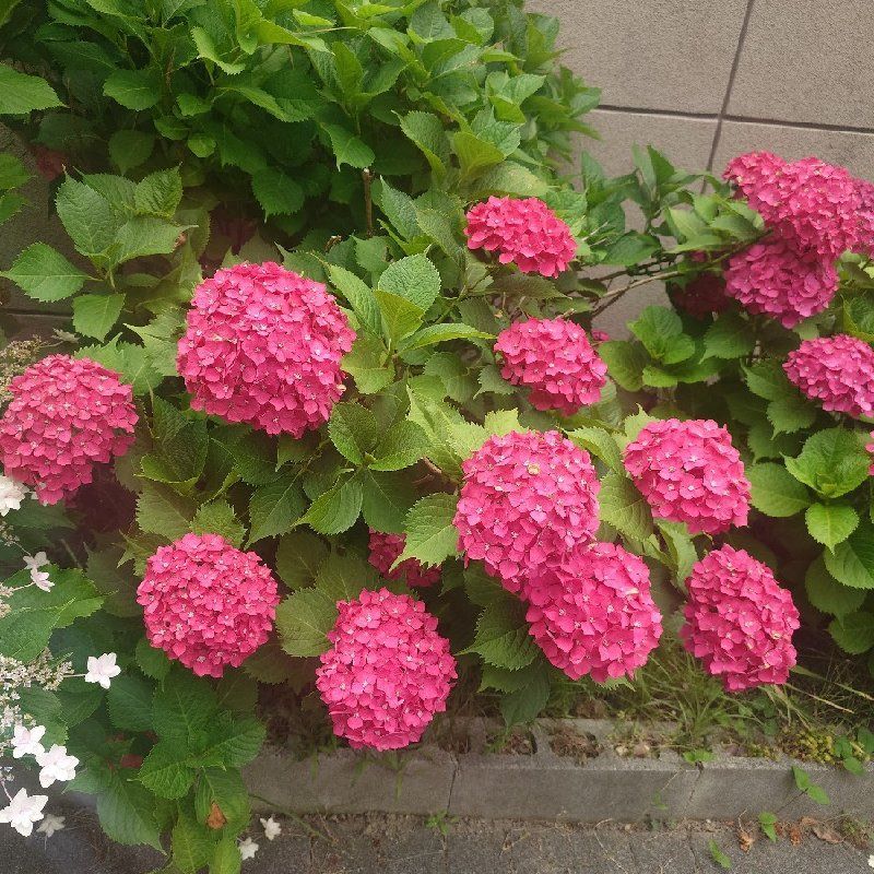 シュン