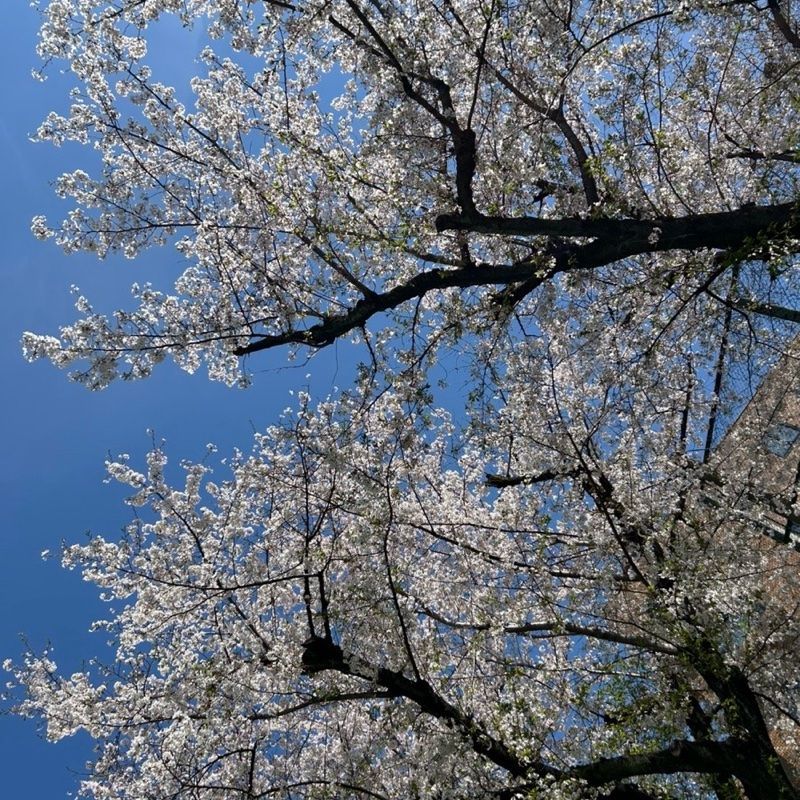 ちーのプロフィール画像