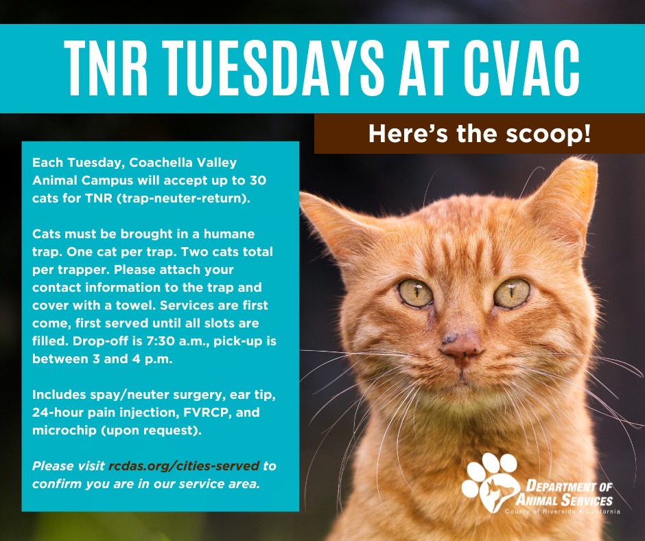 Animal Campus Moves Cat Spay-Neuter Clinics to Tuesdays