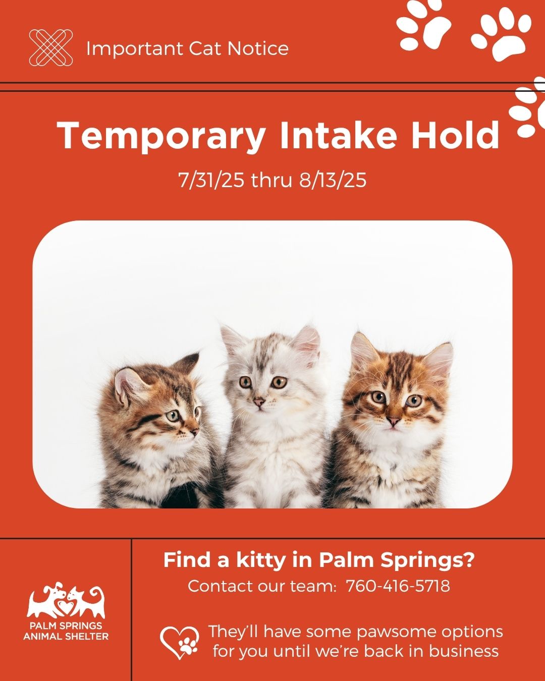 Palm Springs Animal Shelter Suspends Cat Intake Due to Illness Outbreak