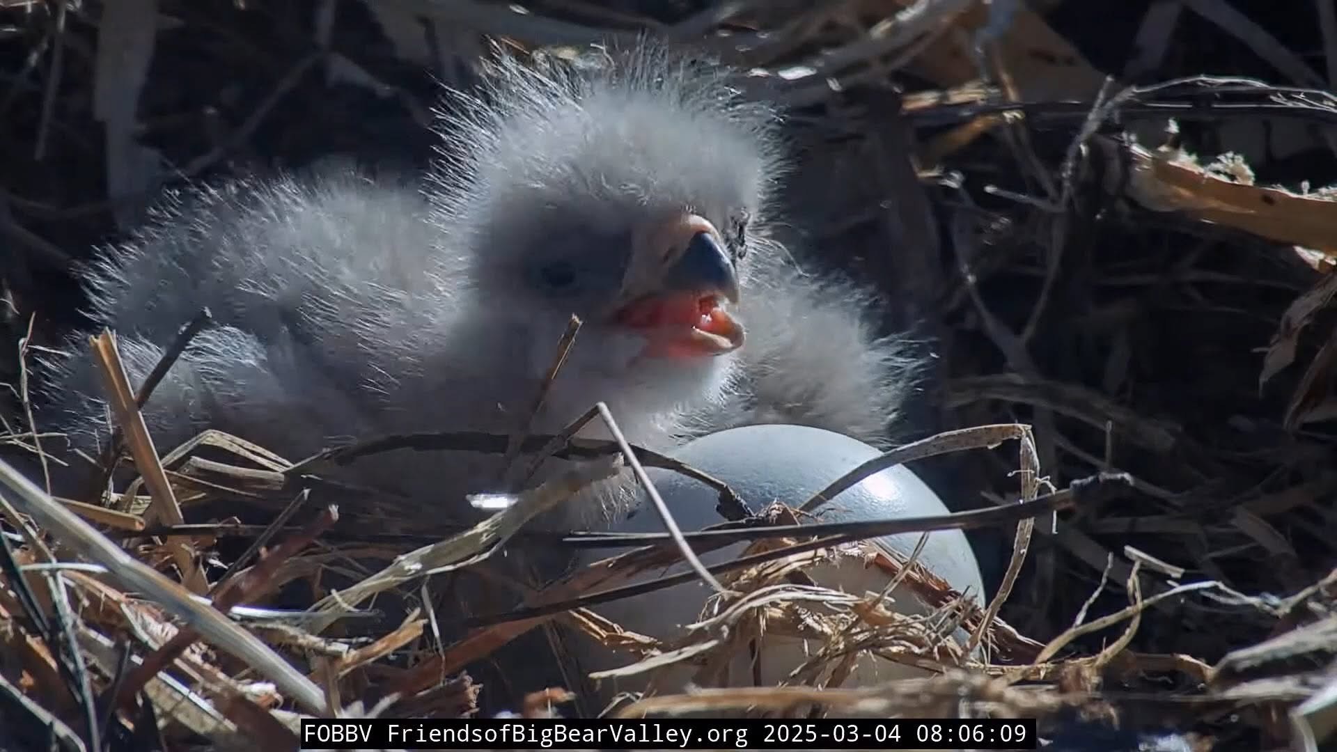 TWINNING! A Second Bald Eagle Egg Has Hatched