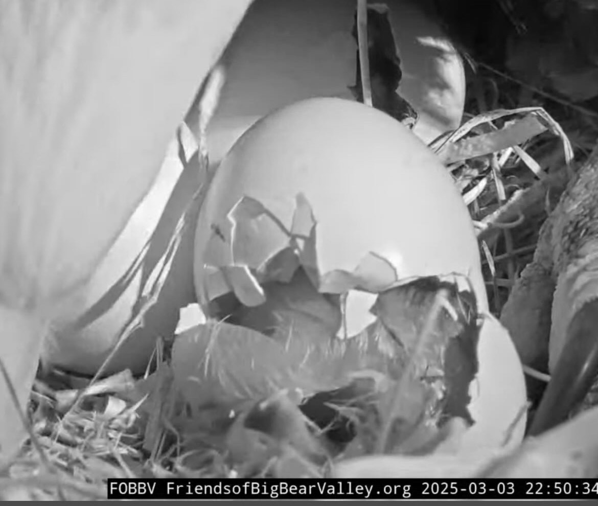 From Pip to Peep: One of Jackie and Shadow's Eggs Hatched