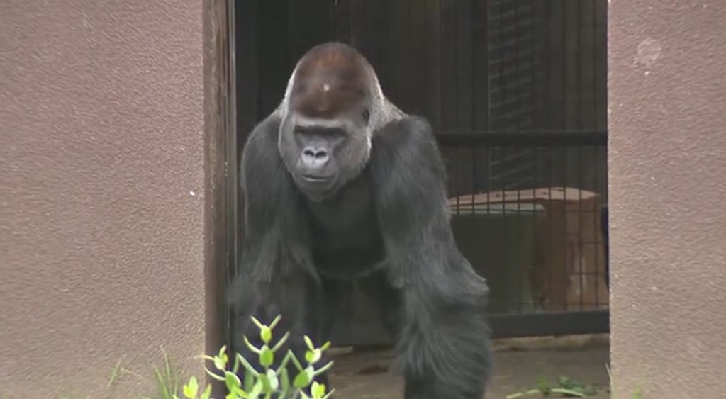 New Silverback Gorilla Cecil Makes His Debut at the San Francisco Zoo
