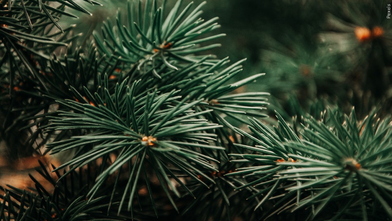  Riverside County Offers Free Christmas Tree Recycling to Promote Environmental Sustainability
