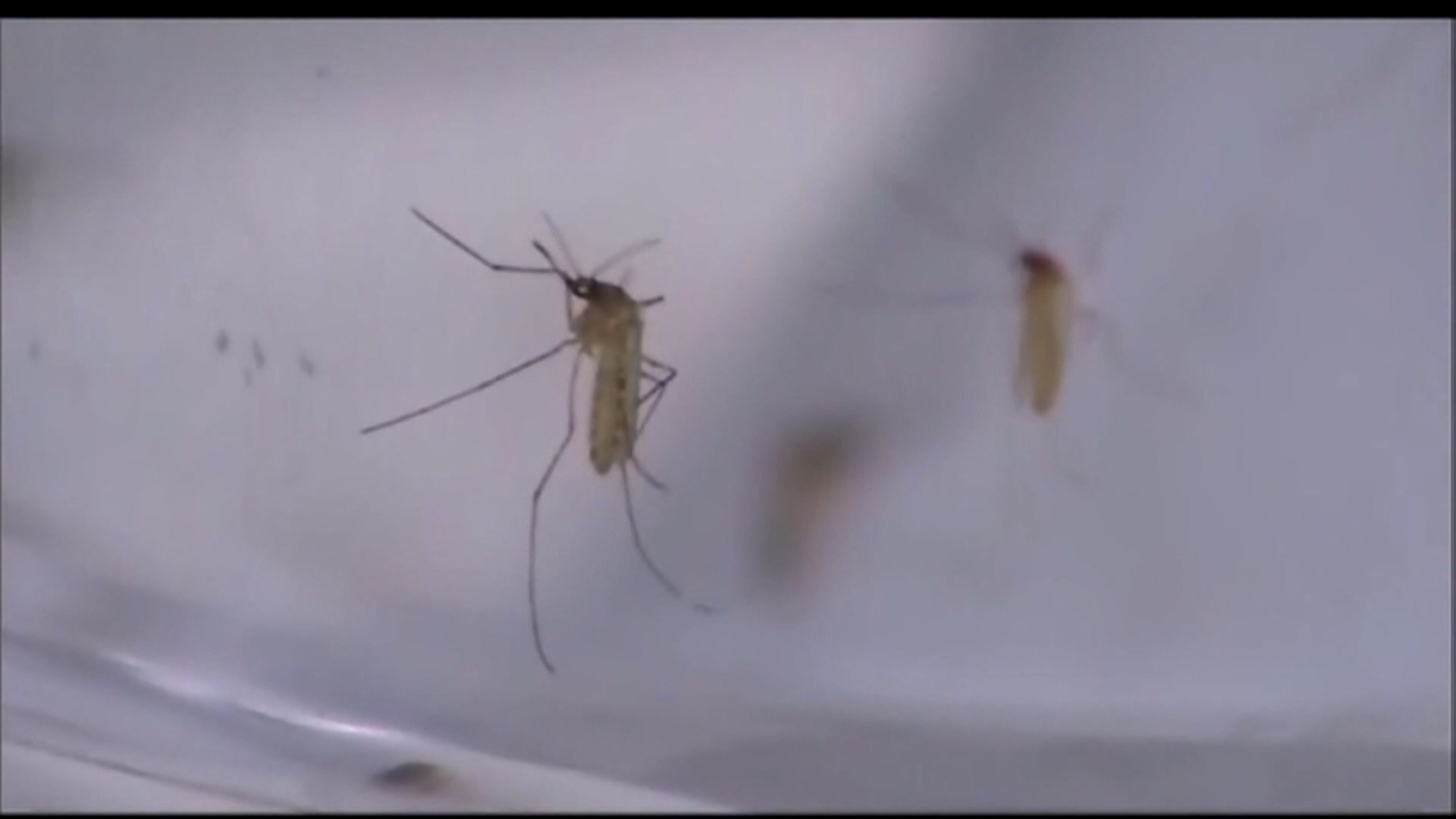 St. Louis Encephalitis Virus Found in Three Positive Mosquito Samples in Oasis