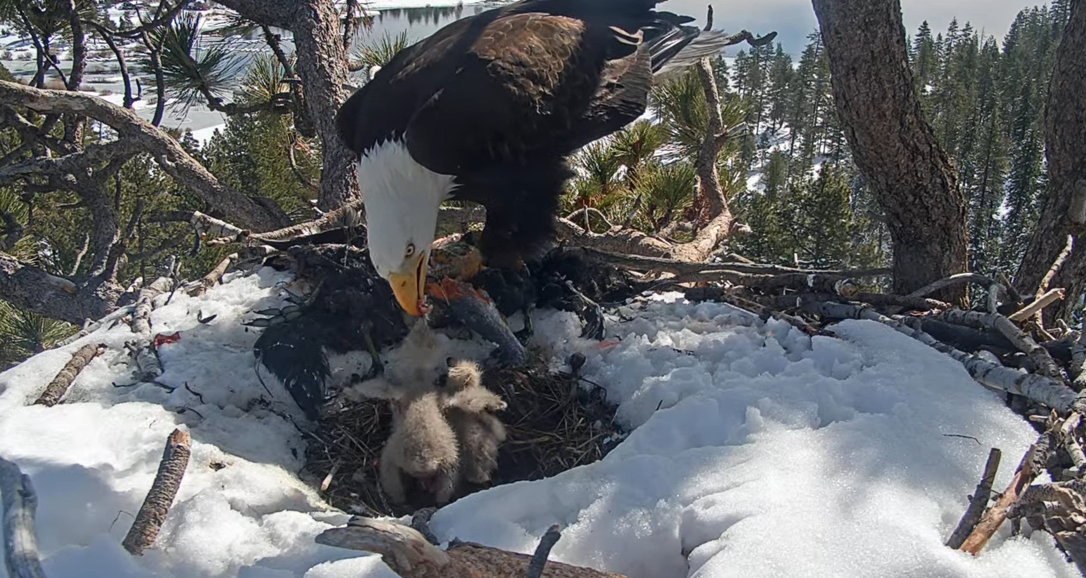 Jackie and Shadow Exhibit Parental Care, Forecast predicts warmer days ahead. 