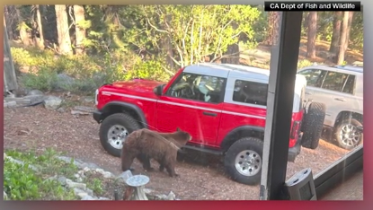 Bear Euthanized After Series of Tahoe Attacks