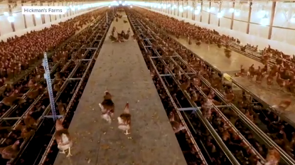 Avian Flu Hits Egg Farm, Prices Stable