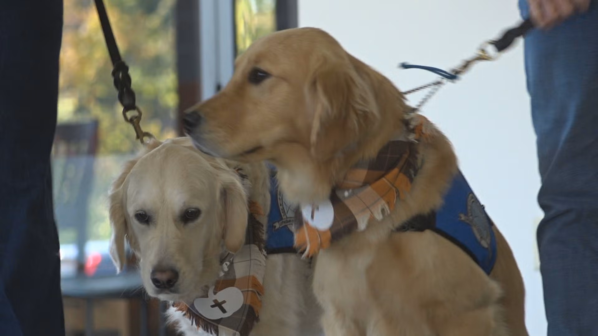Therapy Dogs Bring Comfort After Deadly Michigan Church Attack
