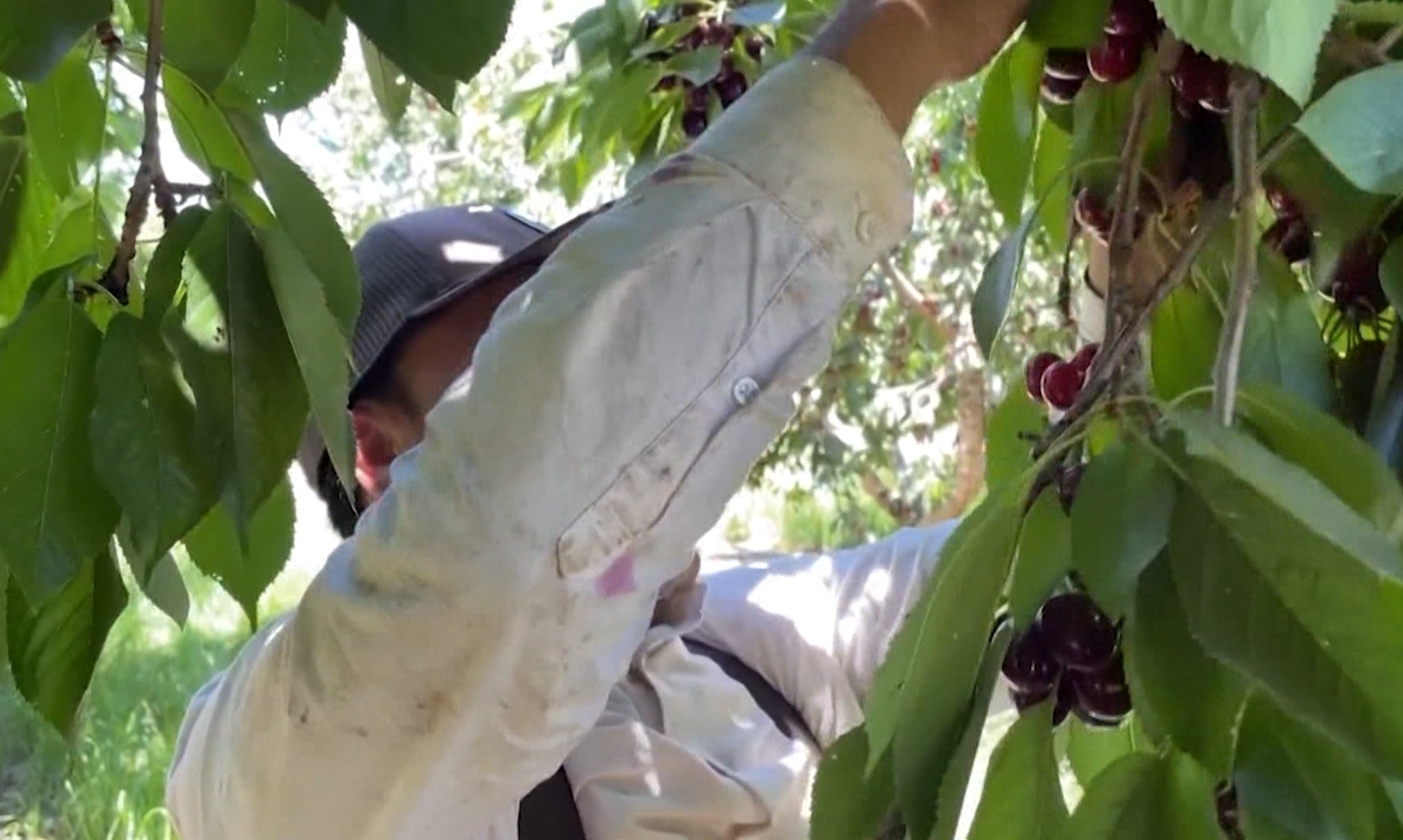 Farmworkers to Announce National Labor Strike Over Immigration Reform