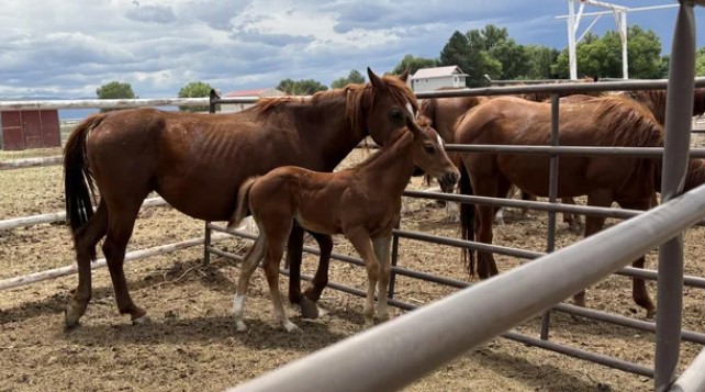 Colorado Man Charged with Over 80 Counts of Animal Cruelty After Dead Horses Found