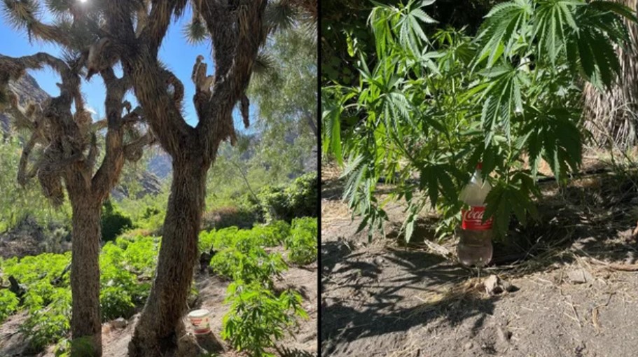 California Raids Eradicate 21,000 Illegal Cannabis Plants, Arrest Eight