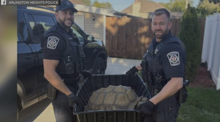 Runaway Tortoise Found Under Peach Tree After Escape in Illinois