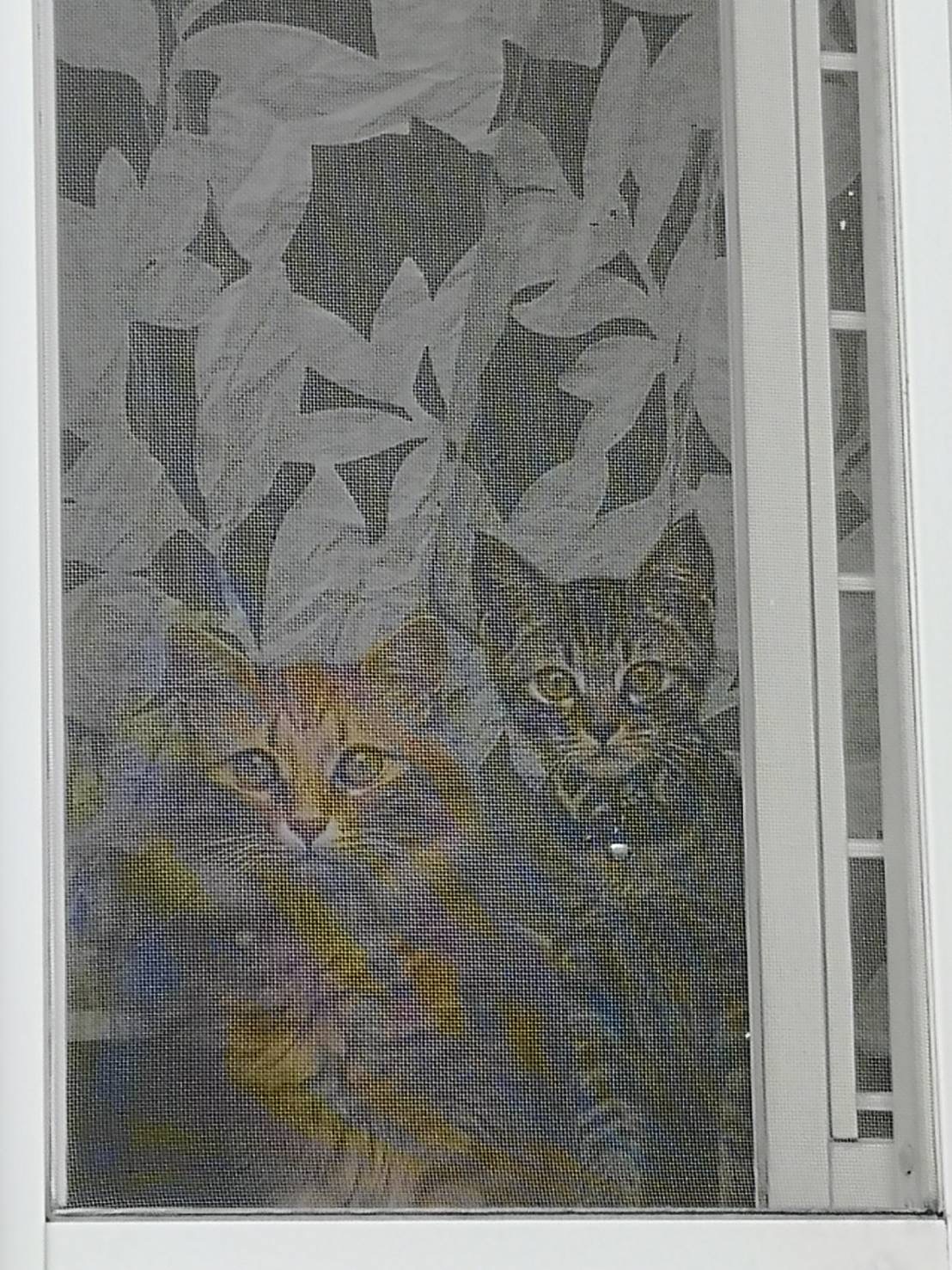 ぴょんさんちの猫ちゃん