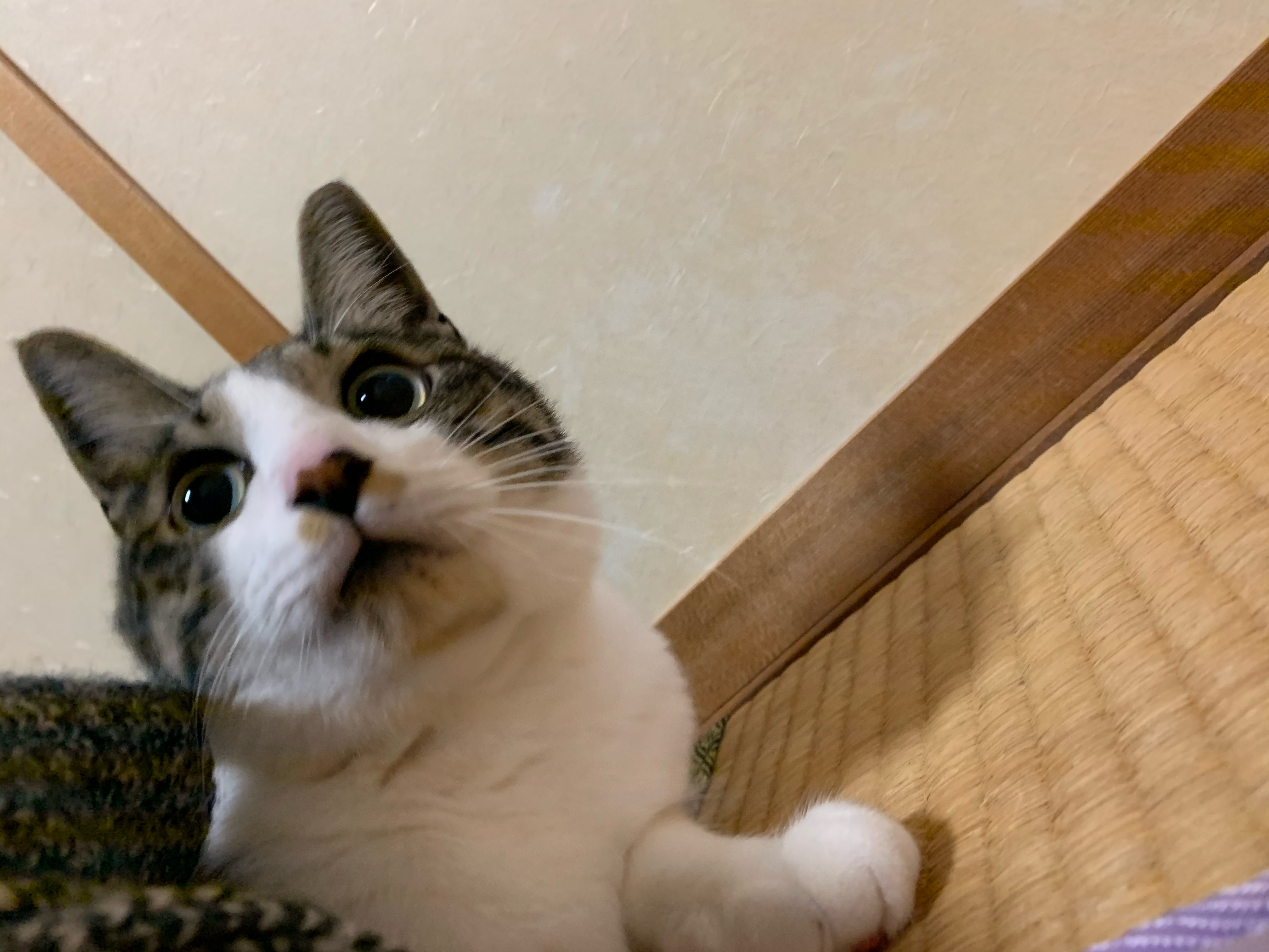 ﾆｮｷﾆｮｷさんちの猫ちゃん