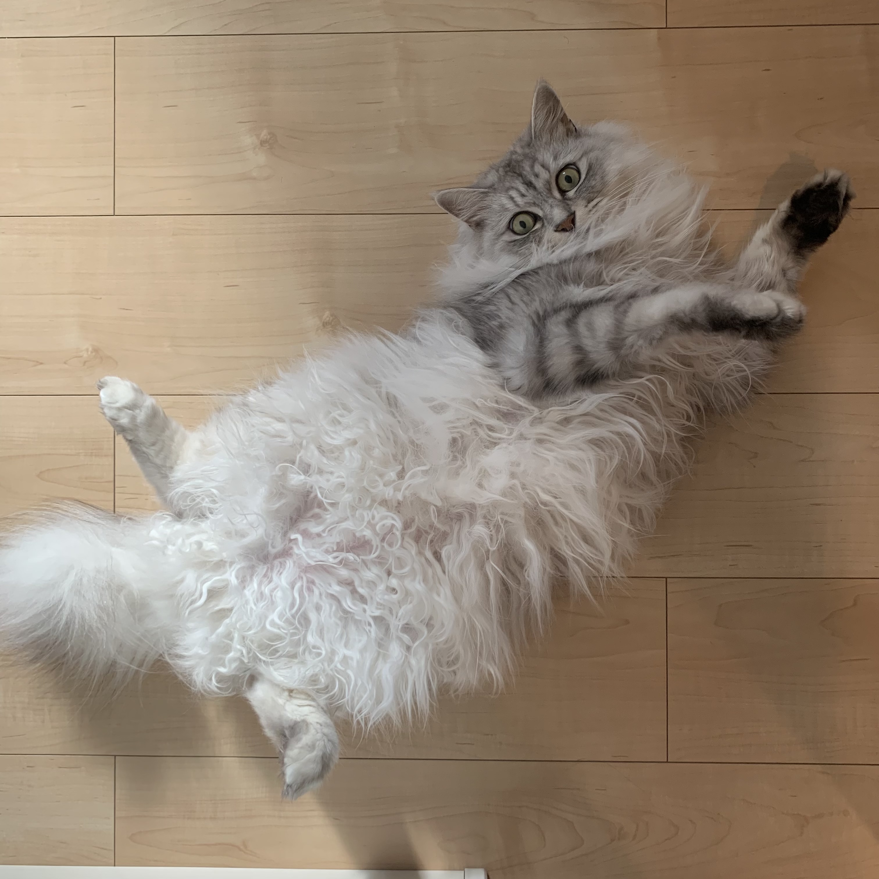 有亜のチラ裏♣️さんちの猫ちゃん