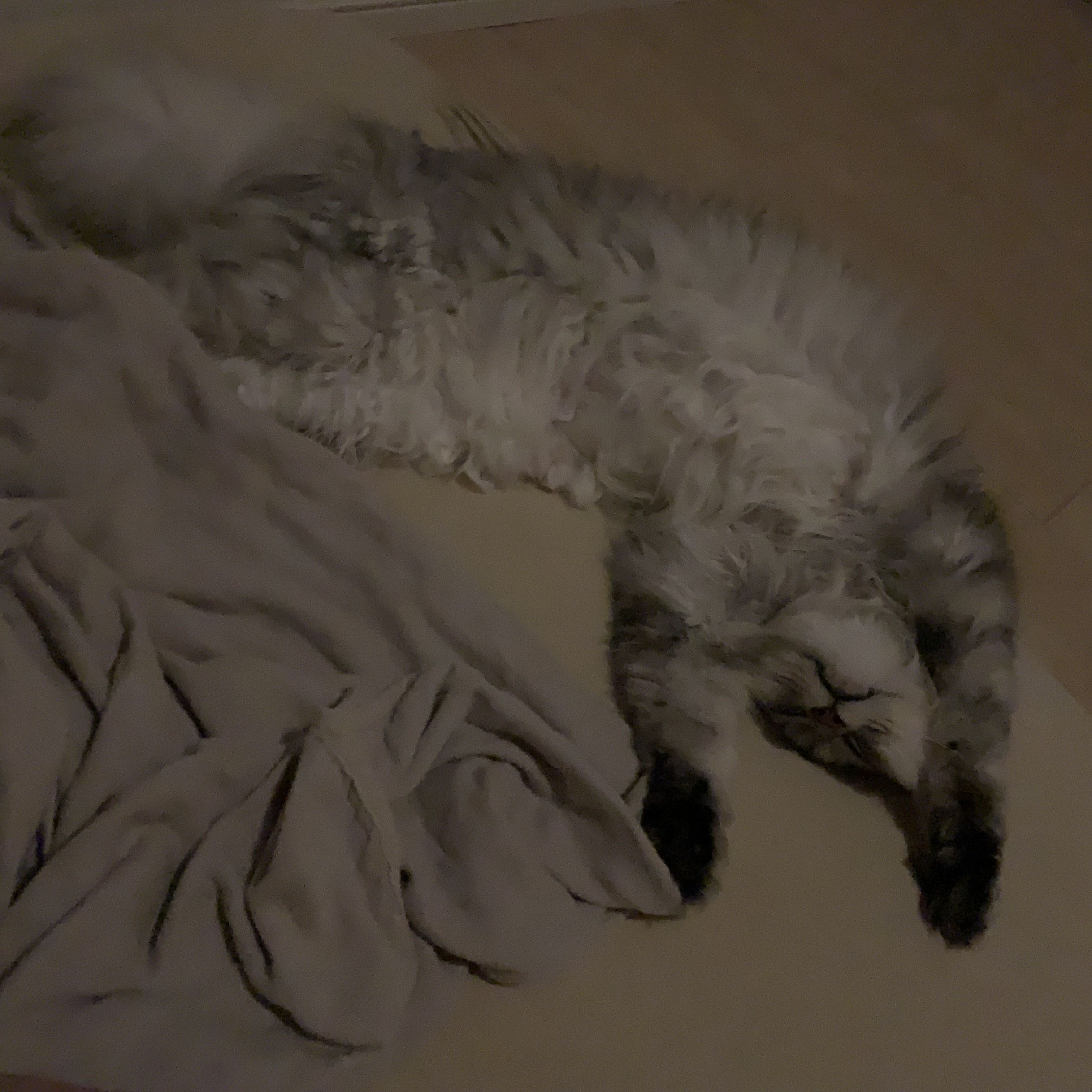 有亜のチラ裏♣️さんちの猫ちゃん
